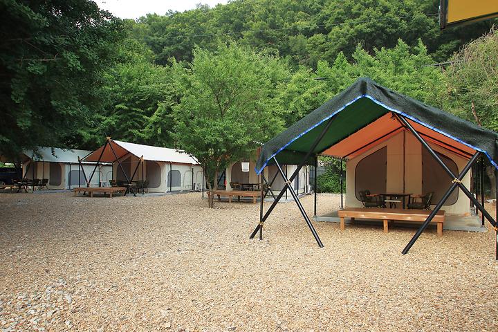 [경상북도 영천시] 늘푸른 체험학교 – 은행나무숲에서 즐기는 글램핑과 오토캠핑