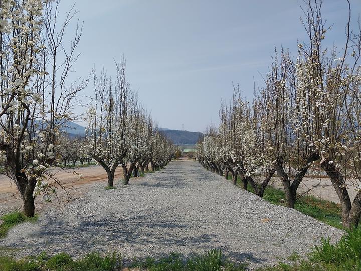 [충청남도 예산군] 팜앤투어 캠핑장