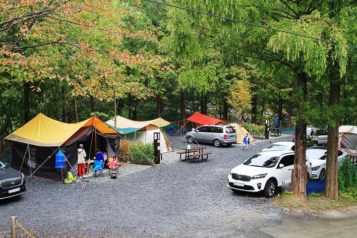 [대전광역시 서구] 장태산 자연휴양림 – 메타새콰이어 숲속 일반야영장