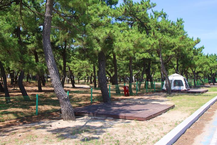 [강원도] 지경국민여가캠핑장 – 멋진 동해안 일출과 송림속 캠핑장