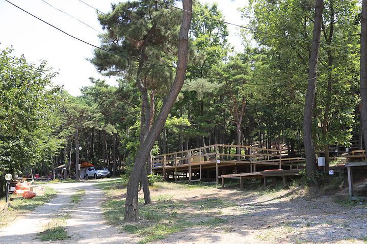 [인천광역시 옹진군] 솔밭캠핑장