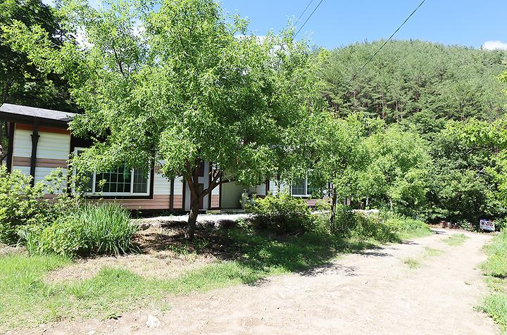 [경상북도 울진군] 큰빛내 야영장 – 금강송이 울창하게 우거진 캠핑장