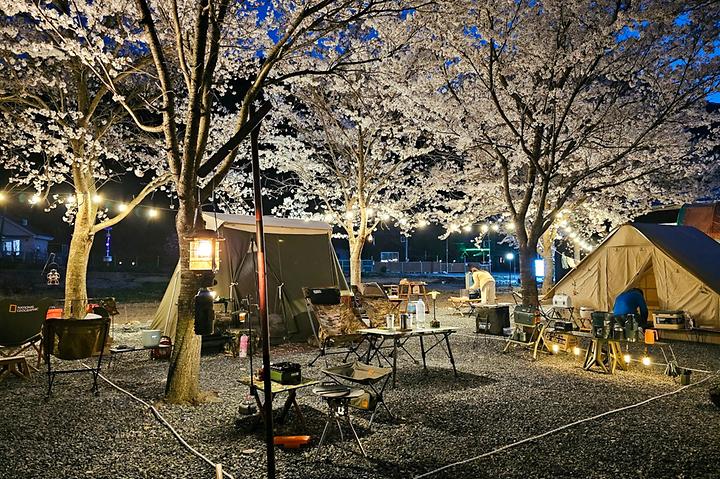 [경상북도 청도군] 늘푸른캠핑장