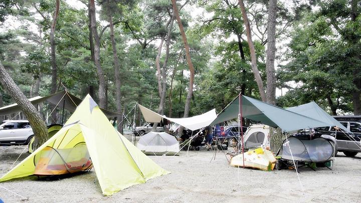 [충청북도 괴산군] 후평숲캠핑장 – 여러 수목이 어우러진 청량감 넘치는 캠핑장