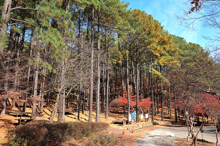 [전라남도 광양시] 백운산 자연휴양림 자동차야영장 – 전기차 충전소와 덤프스테이션을 갖춘 친환경자연휴양림