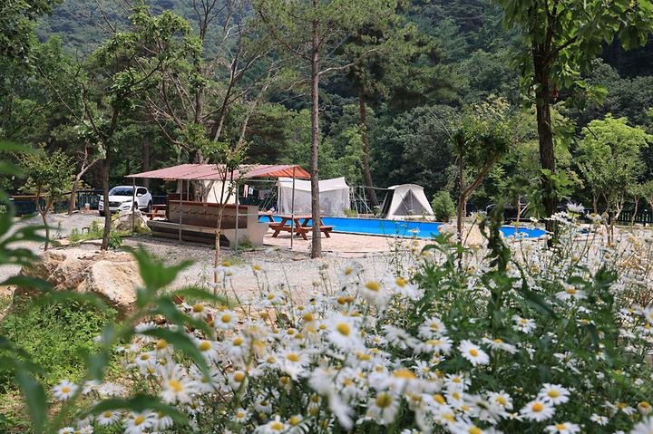 [강원도 횡성군] 팜스프링 야영장 – 치악산 자락 약5만평 부지에  동물체험카페와 숲체험장이 있는 야영장