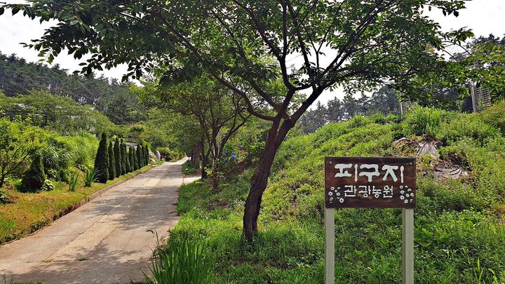 [충청남도] 피구지 관광농원 – 조용한 태안 해변에서 즐기는 캠핑&펜션