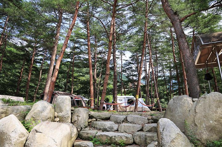 [강원도 양양군] 갈천힐링캠프 – 구룡령 아래 갈천약수 입구에 있는 솔숲 야영장