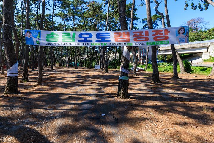 [경상북도 경주시] 송림오토캠핑장 – 빼곡한 송림 사이에서 즐기는 캠핑