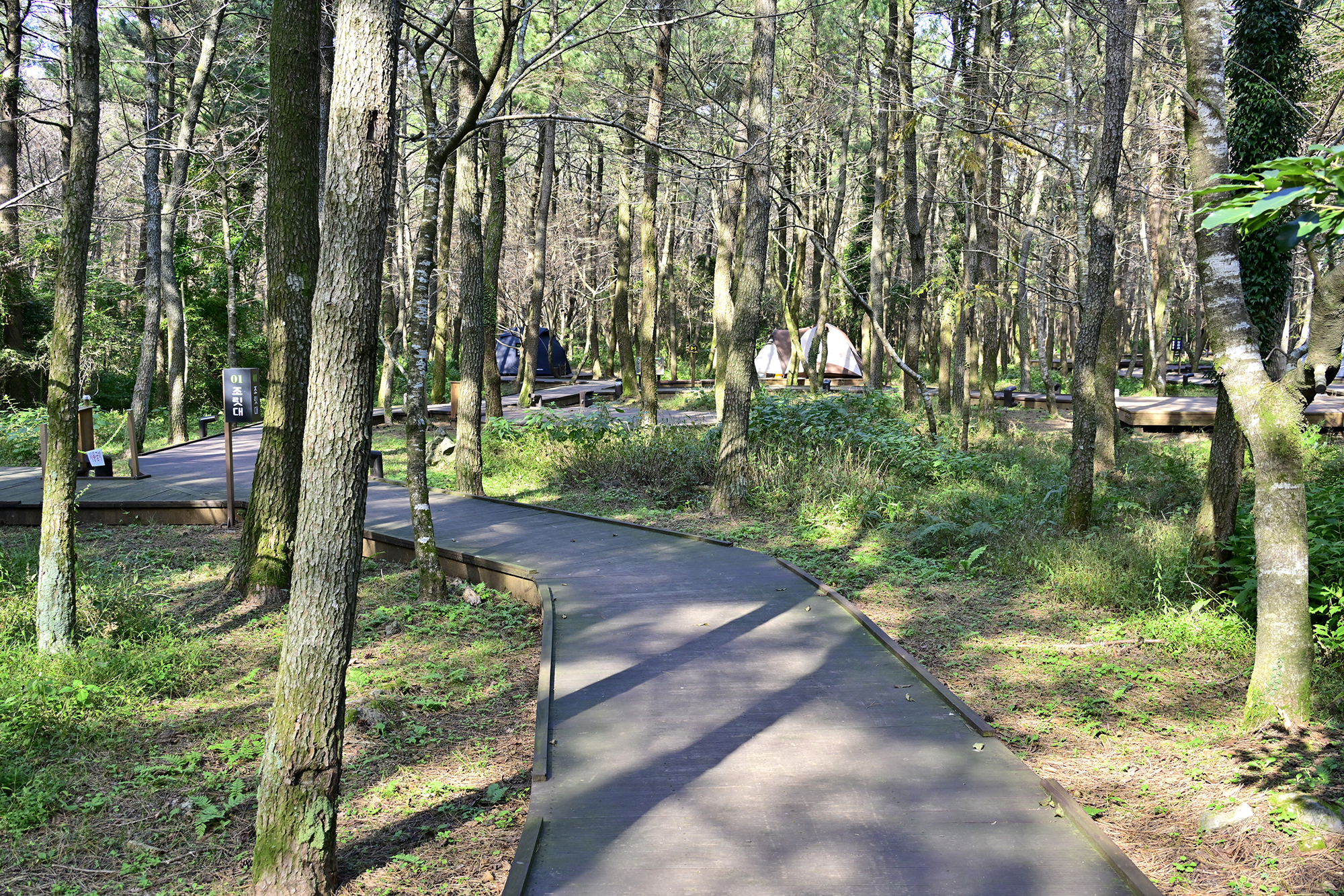 붉은오름 자연휴양림 숲속 야영장 46번째 이미지