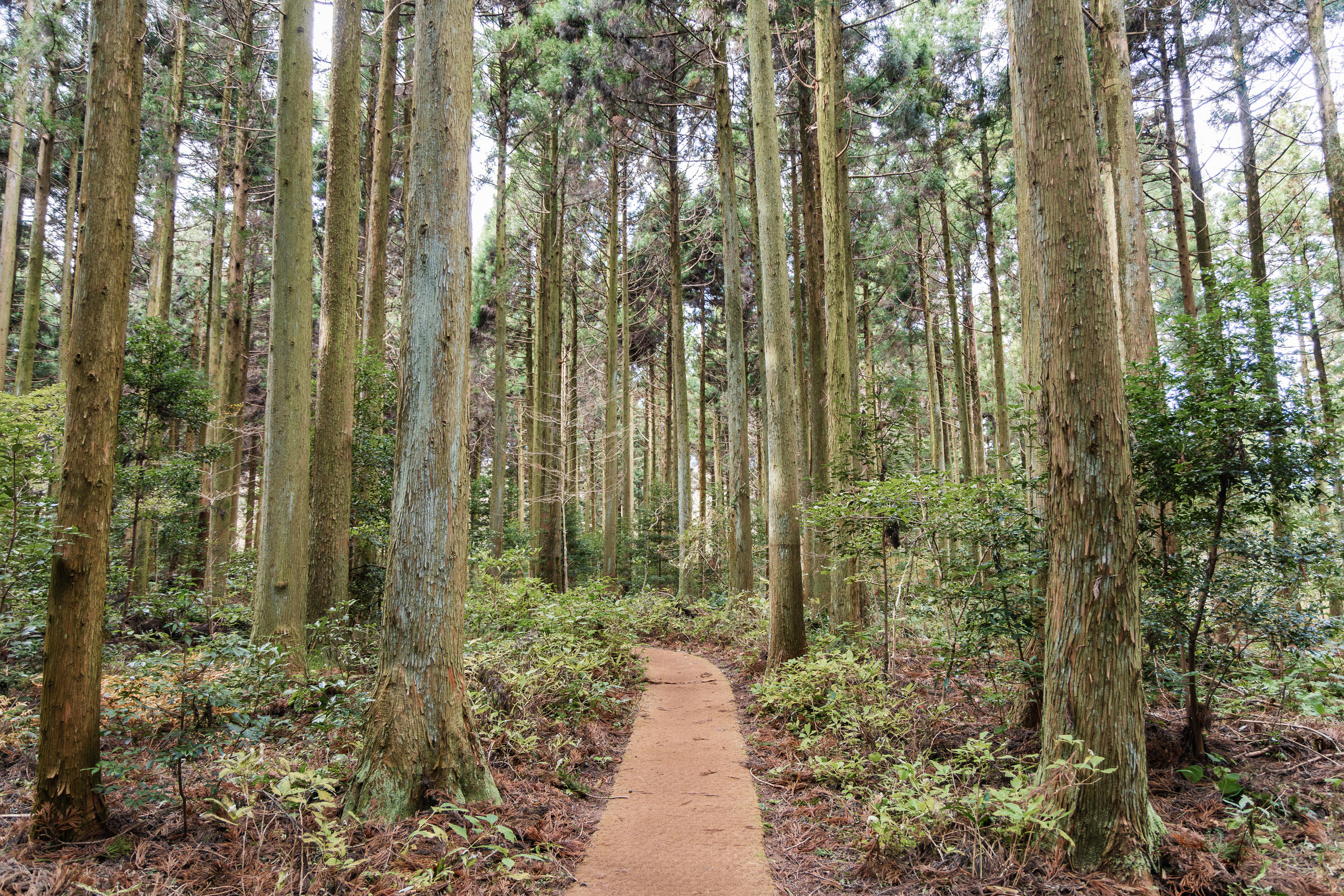 붉은오름 자연휴양림 숲속 야영장 36번째 이미지