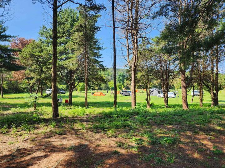 [경기도 포천시] 팜파스농원 – 영평천과 소나무숲이 어우러진 공간에서 산책과 영농체험을 함께 즐길 수 있는 자연형 캠핑 공간