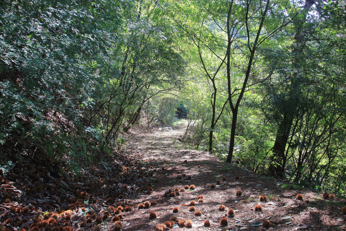 힐사이드 10번째 이미지