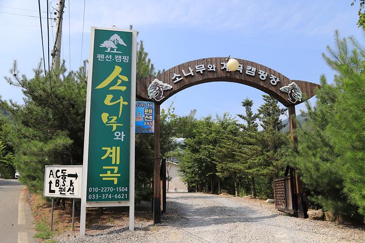 [강원특별자치도 영월군] 소나무와 계곡 캠핑장