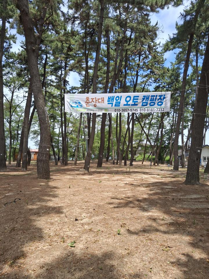 [충청남도 서천군] 춘장대 백일 캠핑장
